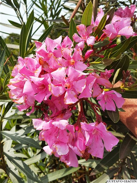 Viveiro Ciprest Plantas Nativas e Exóticas Espirradeira Rosa Clara