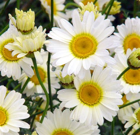 Anthemis Tinctoria Sauce Hollandaise Woodfields Nursery