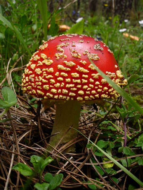 Amanita Muscaria Hongo De Los Bosques De Llano Grande Sie Flickr