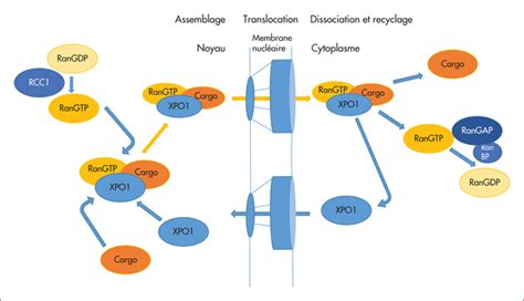 Jle H Matologie Exportin Or Xpo Abnormalities In Hematological