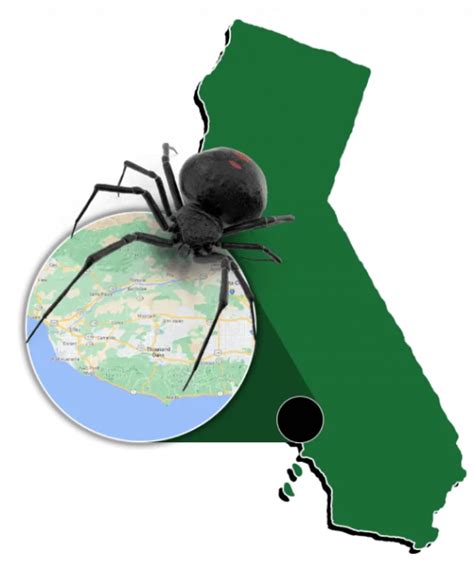 Pest Bug Control In Ventura County Insight Pest Management