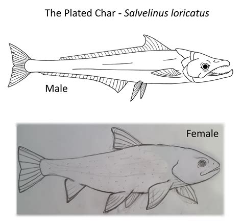 Terran marine life seeded in Europa's subsurface oceans - Looking for