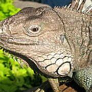 Green Iguana Face Photograph by Shoal Hollingsworth - Fine Art America