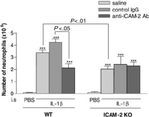 Migration Of Neutrophils Into The Peritoneal Cavity Of Wt And