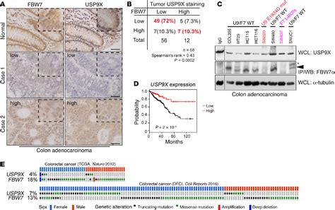 Figure From The Deubiquitinase Usp X Regulates Fbw Stability And