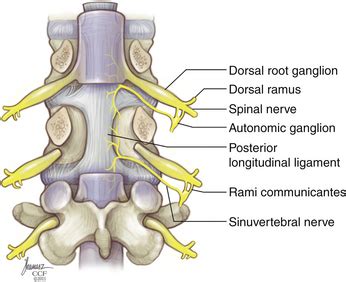 intervertebral disc anatomy physiology  aging neupsy key