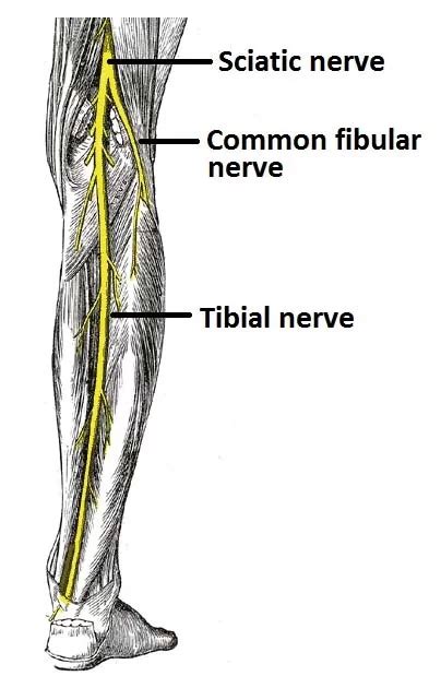 Tibial Nerve Injury : Cause, Symptom, Diagnosis , Physiotherapy