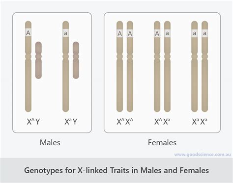 Sex Linked Inheritance Good Science