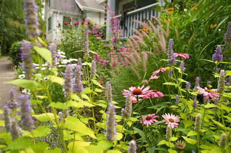 Echinacea Prairie Splendor Wide Shot Scott Weber Flickr