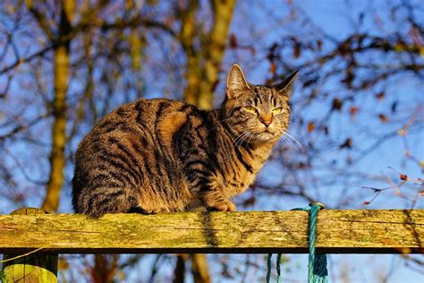 無料の写真: 猫, 女性, 猫の顔, 肖像画, 甘い, 頭, 動物, ペット - Pixabayの無料画像 - 1869576