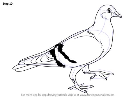 learn   draw  pigeon birds step  step drawing tutorials