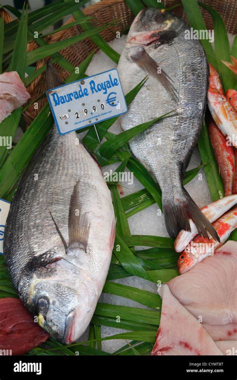 Gilthead Seabream Sparus Auratus Stock Photo Alamy