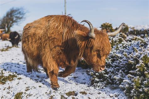 Bodmin Moor in the snow | Mike Searle Photography