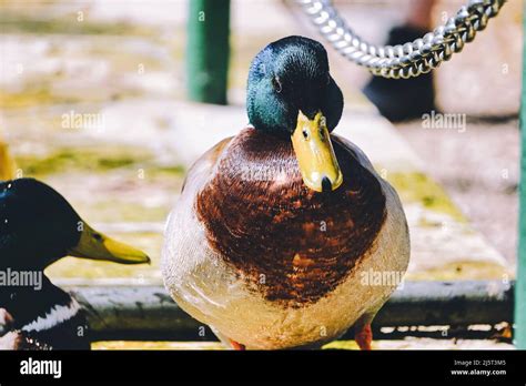 green  brown duck front view stock photo alamy