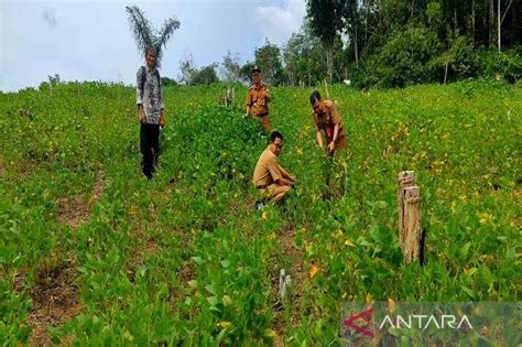 Kendalikan Inflasi Pemkab Barut Lakukan Penguatan Ketahanan Pangan