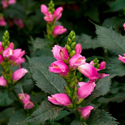 Chelone Lyonii Hot Lips Pink Turtlehead Siteone