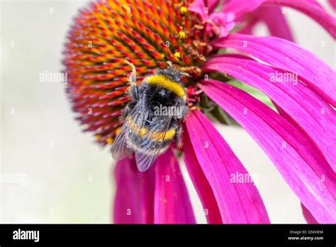 Echinacea Coneflower Close Up Flower Bumblebee Flower Closeup Pink