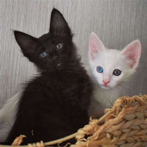 Turkish Angora Black And White Kitten