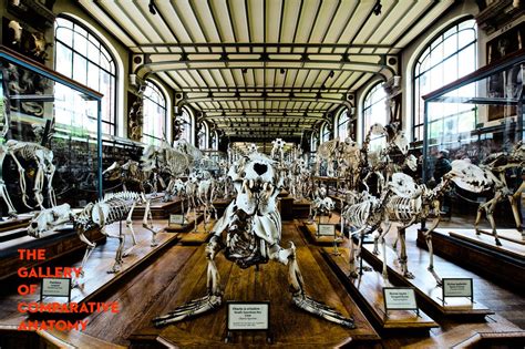 Galleries of Paleontology and comparative anatomy | Paleontology ...