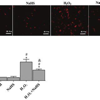 Hydrogen Sulfide H 2 S Protected H9c2 Cells Against H 2 O 2 Induced