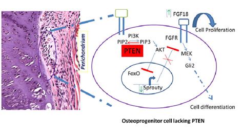 Schematic Overview of the Molecular Pathway of the PTEN Gene in ...