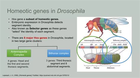 Homeotic genes | PPTX | Genetics | Science