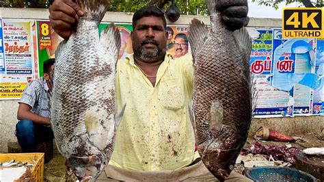 Kal Koduva Fish Cutting Video Fishcuttingrs Fishcuttingrs Kasimedu