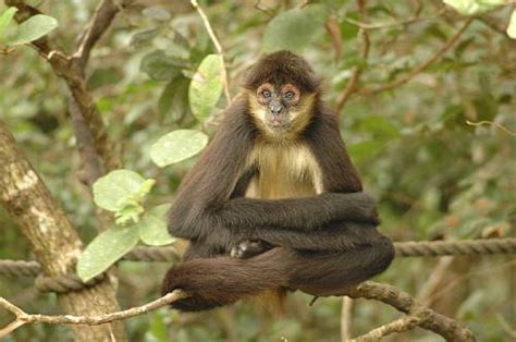 Spider Monkey Facts for Kids - Spider Monkey Fun Facts • Kids Animals Facts