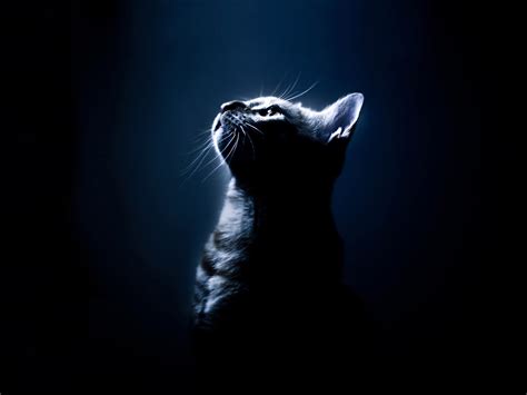 3840x2160 resolution | gray cat against black backgroud HD wallpaper ...