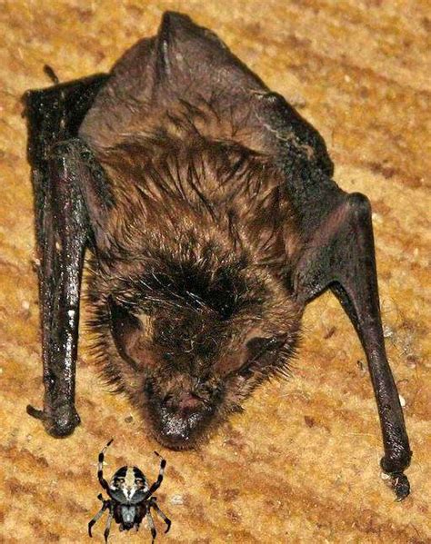 What Do Brown Bats Eat Answer And Explanation