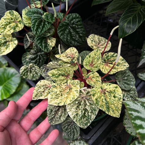 Peperomia Ripple Variegata Growing Grounds Australia