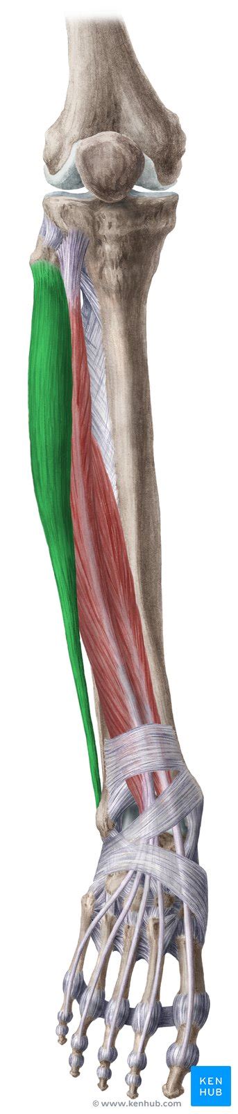 Musculus Fibularis Longus Anatomie Funktion Kenhub