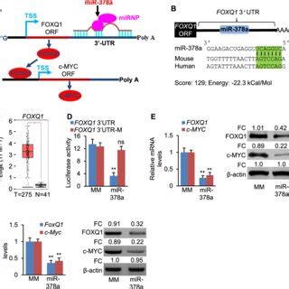 MiR 378a Inhibits C MYC Transcription By Directly Targeting FOXQ1 A A