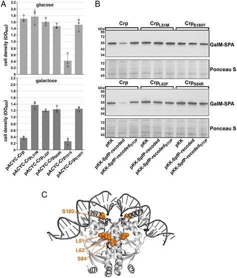 Dual Function Spot 42 Rna Encodes A 15amino Acid Protein That