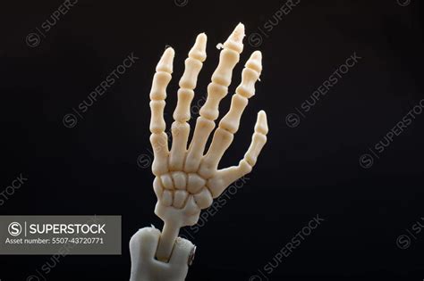 Human skeleton hand anatomy model. Medical clinic concept. - SuperStock