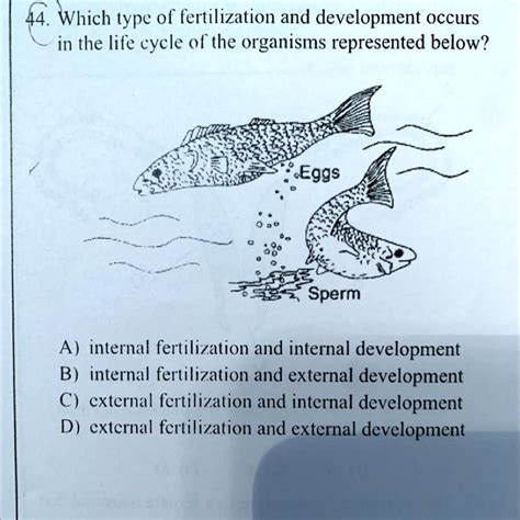 Solved Which Type Of Fertilization And Development Occurs In The Life