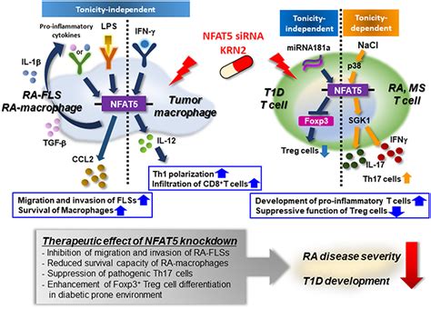 Frontiers Role Of Nfat5 In The Immune System And Pathogenesis Of Autoimmune Diseases