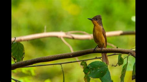 Cuatro aves endémicas le toman el pulso a bosques secos del norte de