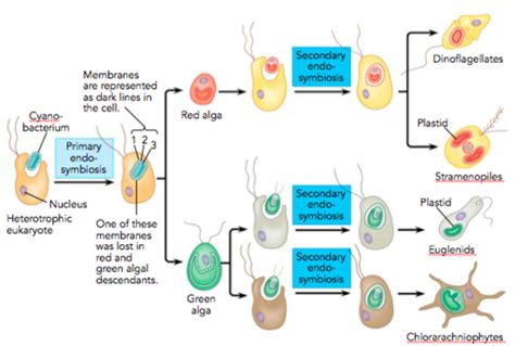 Ch And Bacteria And Archaea And Protists Flashcards Quizlet