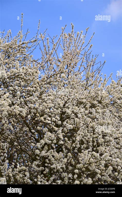 Blackthorn Tree Isolated Hi Res Stock Photography And Images Alamy