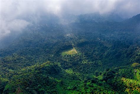 Bird's Eye View Of Forest · Free Stock Photo