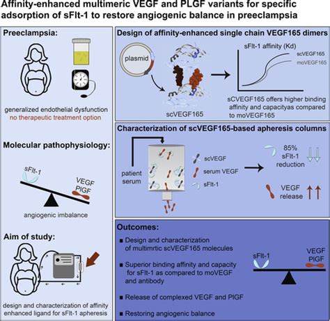 Affinity Enhanced Multimeric Vegf Vascular Endothelial Growth Factor