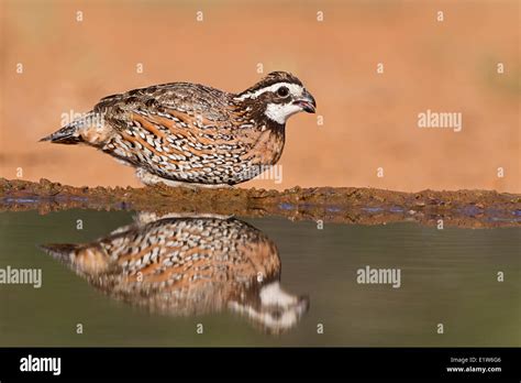 Northern Bobwhite Colinus Virginianus Male At Pond To Drink Laguna