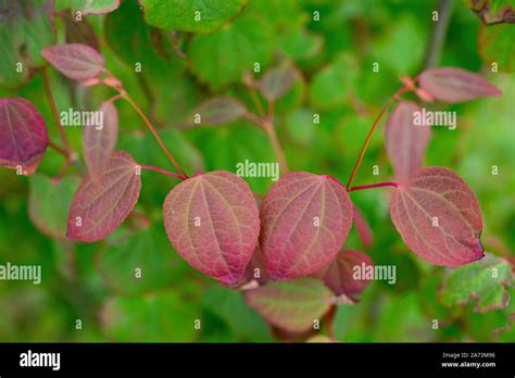 Cercidiphyllum Japonica Hi Res Stock Photography And Images Alamy