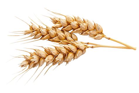 sheaf znaczenie  pamela beeler blog