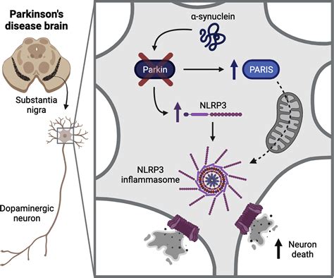 Taking The Parkin Brakes Off Of Neuronal Nlrp3 Drives Inflammasome