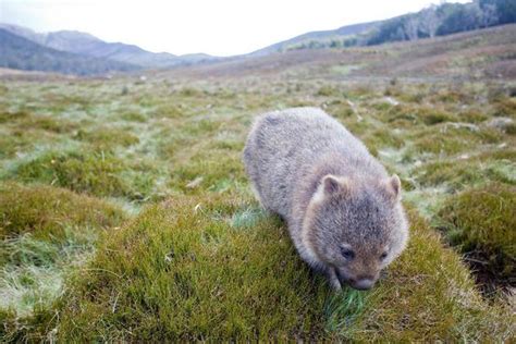 Facts about the Wombat species that not everyone knows