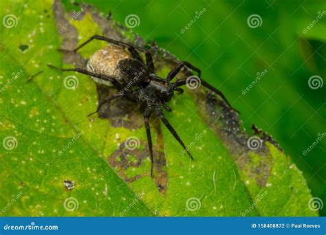 Thin-legged Wolf Spider - Genus Pardosa Stock Photo - Image of ...