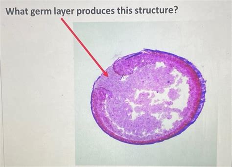 solved identify  germ layer  creates  structures cheggcom