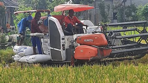 Memanen Padi Dengan Mesin Kubota Combi YouTube